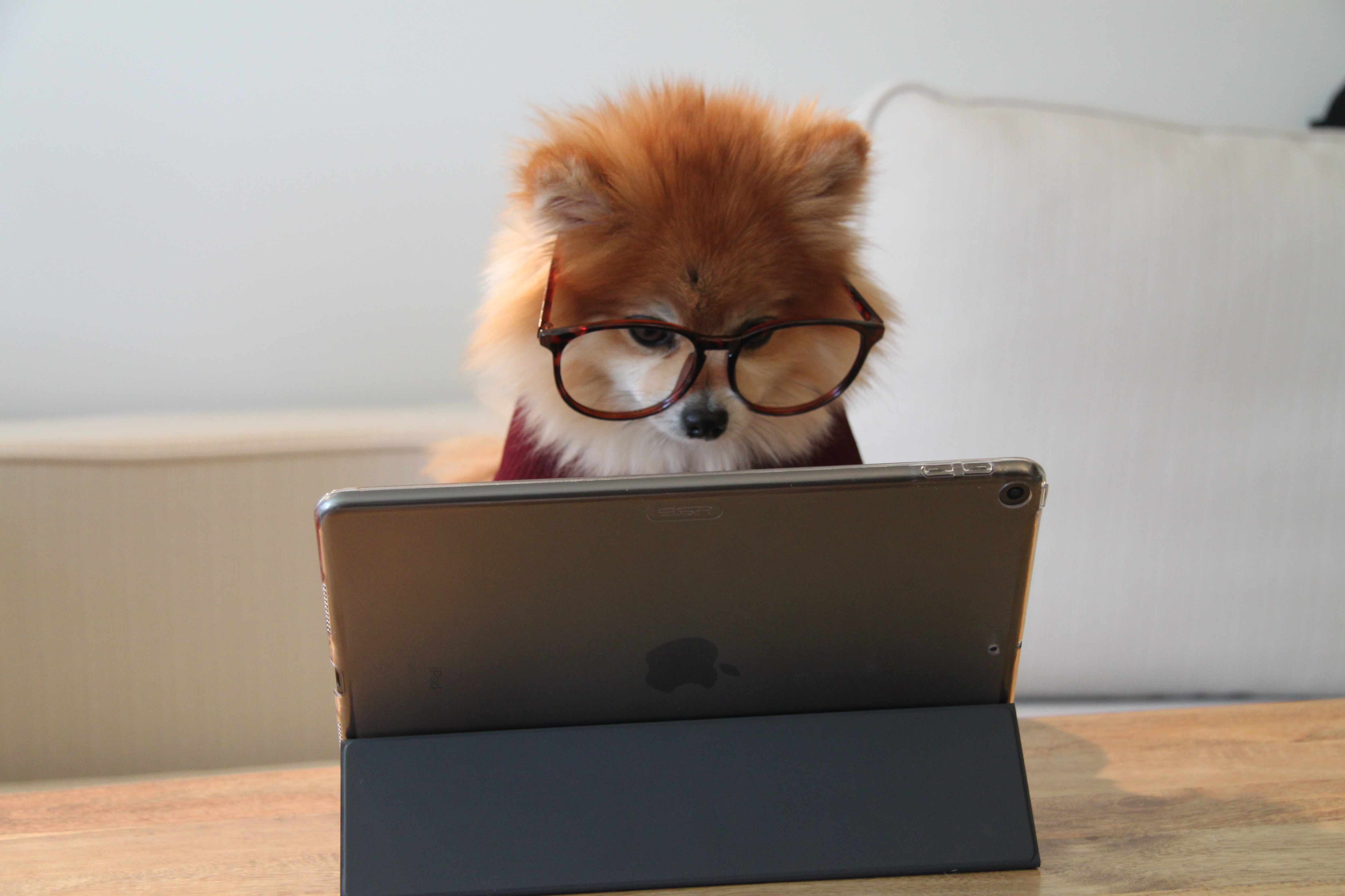 Dog checking his email